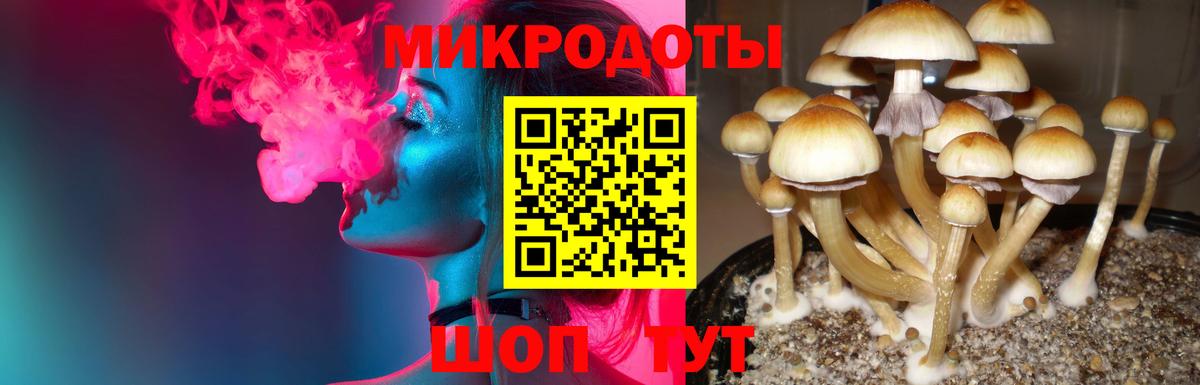 Галлюциногенные грибы Psilocybe Чита